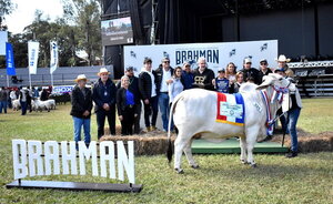 Genética bovina paraguaya logró consagrarse con 6 premios en competencia sudamericana - MarketData