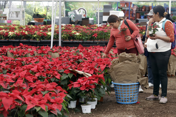 Las flores de Nochebuena llenan de alegría y color los hogares en México - MarketData