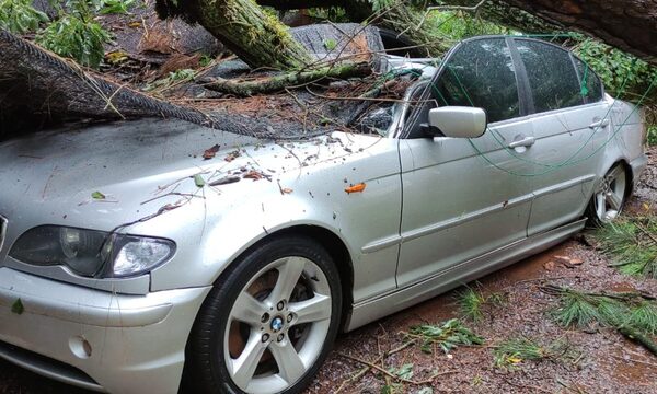 Árbol cae sobre vehículos de policías y ocasiona daños materiales