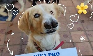 Ayudemos a los perritos a juntar el virú para comprar un refugio