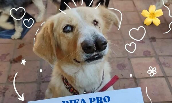 Ayudemos a los perritos a juntar el virú para comprar un refugio