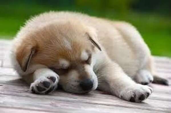 Mascotas: Moquillo canino y sus peligros - Mascotas - ABC Color