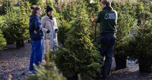 La Nación / Navidad ecológica: en Londres alquilan árboles de Navidad