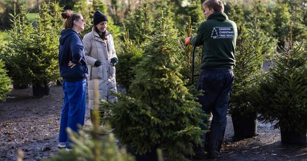La Nación / Navidad ecológica: en Londres alquilan árboles de Navidad