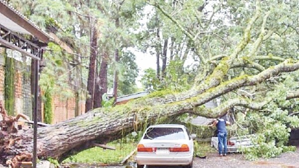 Árbol colapsa sobre vehículos y daña estructura policial
