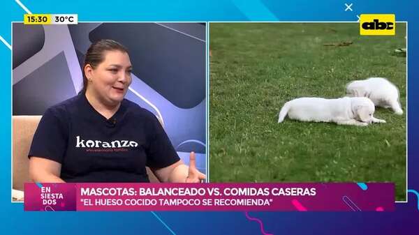 Mascotas: purina VS. comidas caseras - Ensiestados - ABC Color