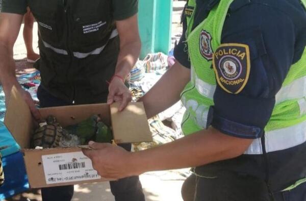 Diario HOY | Rescatan animales silvestres de inmediaciones de la Basílica de Caacupé