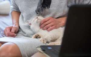 Telemedicina veterinaria: un mundo de posibilidades - Mascotas - ABC Color
