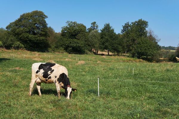 Constantes lluvias ya afectan la salud de los animales y perjudican los campos