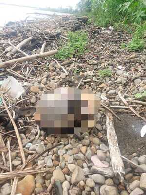 Hallan un cráneo en cercanías del río Paraná | 1000 Noticias