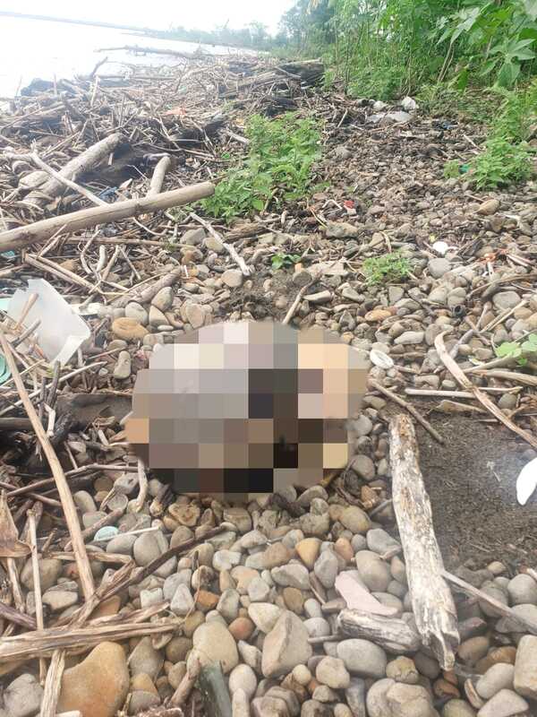 Hallan un cráneo en cercanías del río Paraná | 1000 Noticias