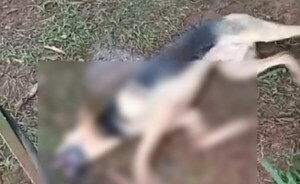 Investigan envenenamiento de perro en Minga Guazú