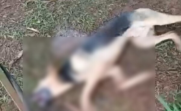 Investigan envenenamiento de perro en Minga Guazú