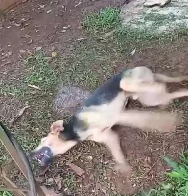 Denuncian muerte de perro por envenenamiento en Minga Guazú - ABC en el Este - ABC Color