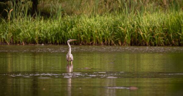 La Nación / Investigación sobre garzas en el Paraguay