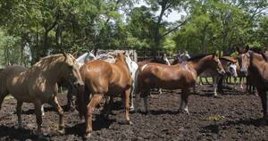 La Nación / Encefaliomelitis equina: suspensión de importación de caballos no es necesaria