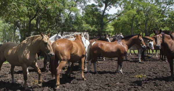 La Nación / Encefaliomelitis equina: suspensión de importación de caballos no es necesaria
