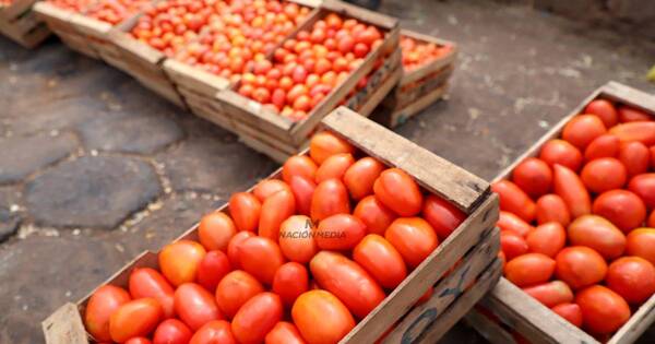 La Nación / Contrabando nulo favorece a precios del tomate, destacan