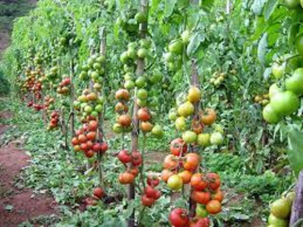Diario HOY | Disparada de precios del tomate: productores cargan la culpa a supermercadistas