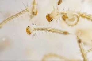 Las lluvias constantes hacen propicia la reproducción del vector del dengue - Nacionales - ABC Color