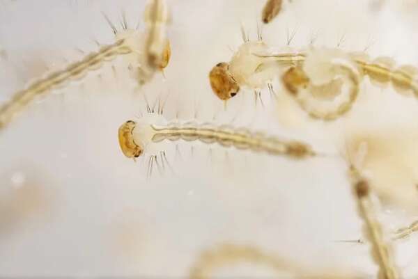Las lluvias constantes hacen propicia la reproducción del vector del dengue - Nacionales - ABC Color