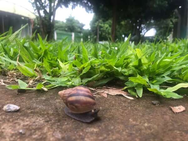 Caracoles africanos aparecen en Presidente Franco, tras las lluvias - ABC en el Este - ABC Color
