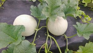 Anuncian buena producción de melón japonés en La Colmena (listo el clericó de fin de año)