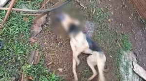 Diario HOY | Minga Guazú: perro murió envenenado y acusan a una vecina de "venganza"
