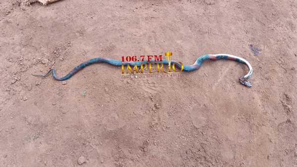 Pobladora de barrio Obrero mató a una serpiente venenosa que ingresó a su patio - Radio Imperio 106.7 FM