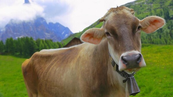 Diario HOY | Un pueblo en Suiza vota para decidir si seguirán sonando las "molestosas campanas"