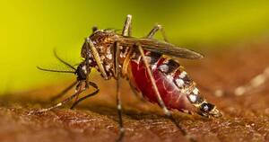 La Nación / Dengue: asciende a 1.200 los afectados en el país