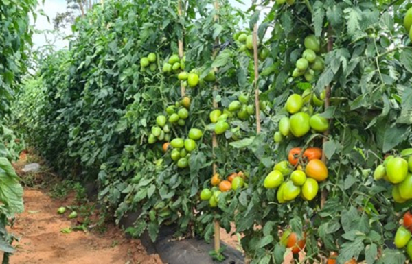 Productores acusan a intermediarios por aumento de los precios del tomate - La Clave