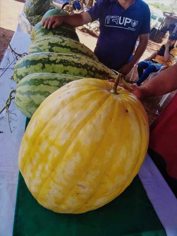 Expo Sandía, una oportunidad para dinamizar economía de productores - La Clave