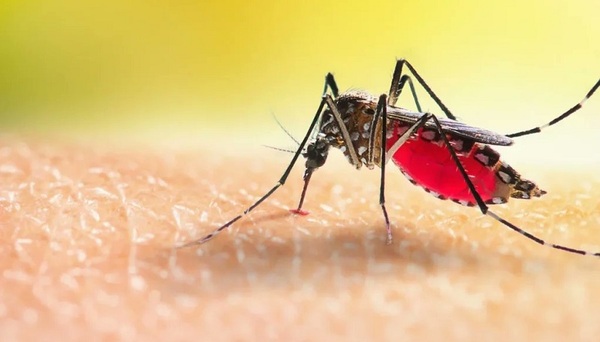Ya son más de 1.200 los afectados por dengue en las últimas semanas