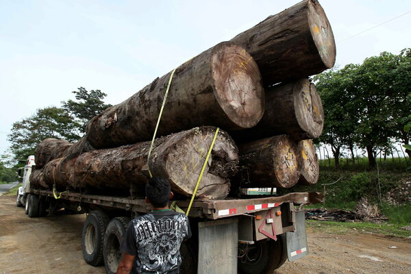 La UE, Brasil, Costa Rica y Panamá se unen en operativo contra el tráfico ilegal de madera - MarketData