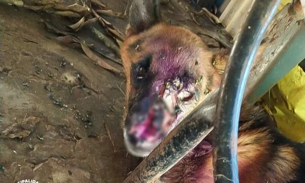 Rescataron a perros en estado grave y abandono