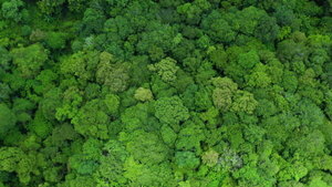 Suram茅rica busca afianzar cooperaci贸n con el Pacto Verde Europeo, seg煤n el IICA - Revista PLUS