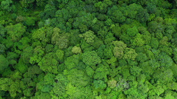 Suram茅rica busca afianzar cooperaci贸n con el Pacto Verde Europeo, seg煤n el IICA - Revista PLUS