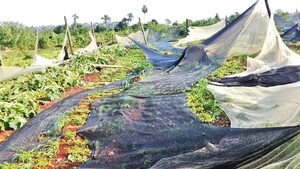 Tormenta y granizadas provocan enormes pérdidas a horticultores
