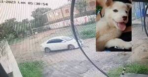[VIDEO] ¡Quedó grabado! Buscan a joven que se llevó a "Loba"