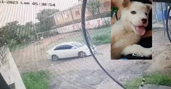 [VIDEO] ¡Quedó grabado! Buscan a joven que se llevó a "Loba"