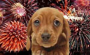 Mascotas: Cómo disminuir el estrés frente a la explosión de fuegos artificiales - Mascotas - ABC Color