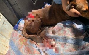 A machetazos, desalmado hombre casi partió por la mitad a un perro