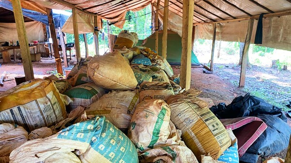 Senad descubre 327 toneladas de droga en bosque asociado a campesinos pero no reporta narcos detenidos – La Mira Digital