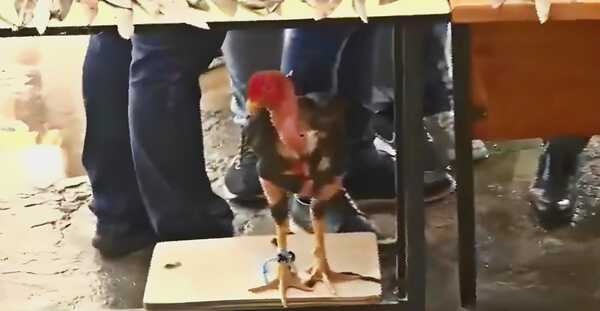 Incautan armas, drogas y hasta gallo de riña durante requisa en Tacumbú 