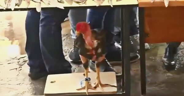 Incautan armas, drogas y hasta gallo de riña durante requisa en Tacumbú