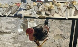 Gallo requisado en Tacumbú “Hilton” quedó a cargo de Bienestar Animal