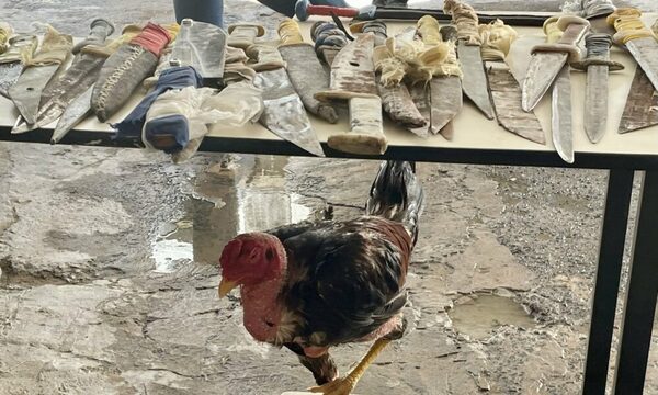 Gallo requisado en Tacumbú “Hilton” quedó a cargo de Bienestar Animal