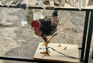 Diario HOY | Rescatan a un gallo que era utilizado para riñas en el penal de Tacumbú