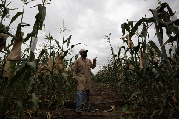 Campesinos advierten de la disminución de 4 millones de hectáreas de siembra en 2023 - MarketData